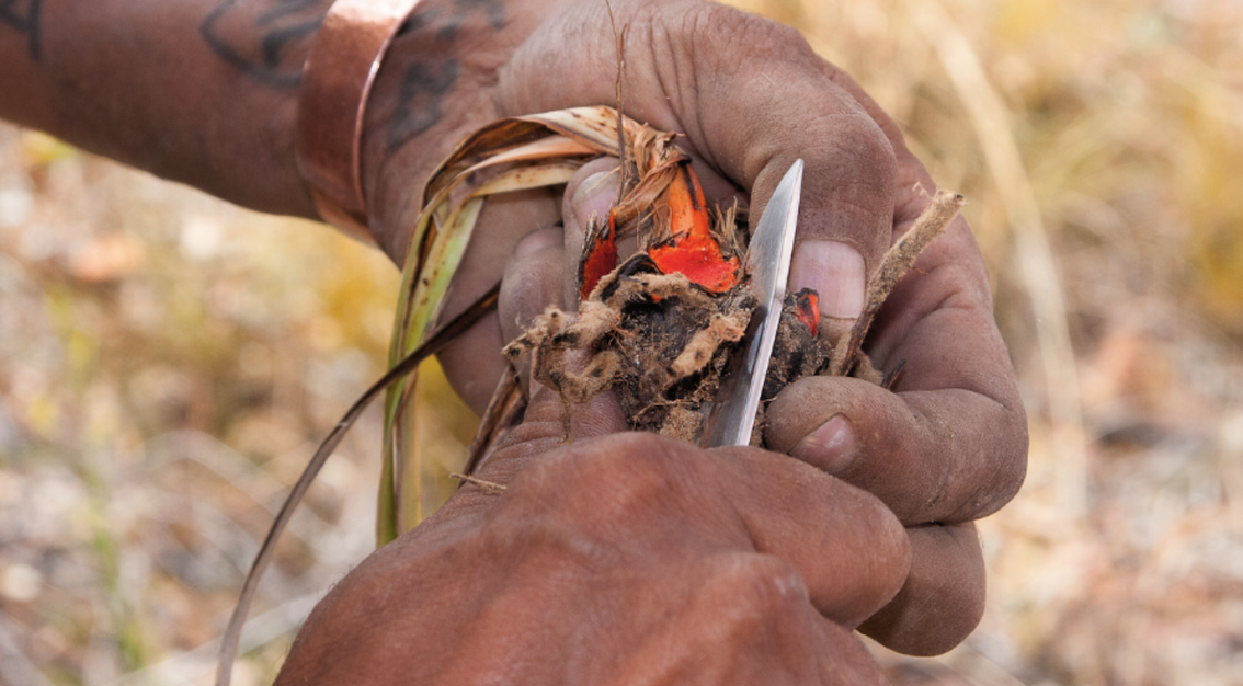 Hand carves into a plant root with a knife